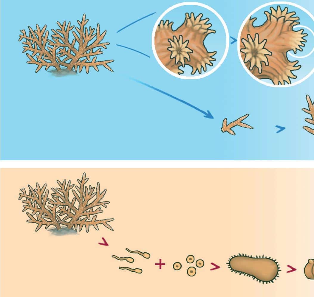 Proceso de reproducci&oacute;n de corales