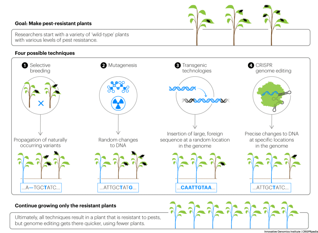 Ilustraci&oacute;n de t&eacute;cnicas de manipulaci&oacute;n gen&eacute;tica