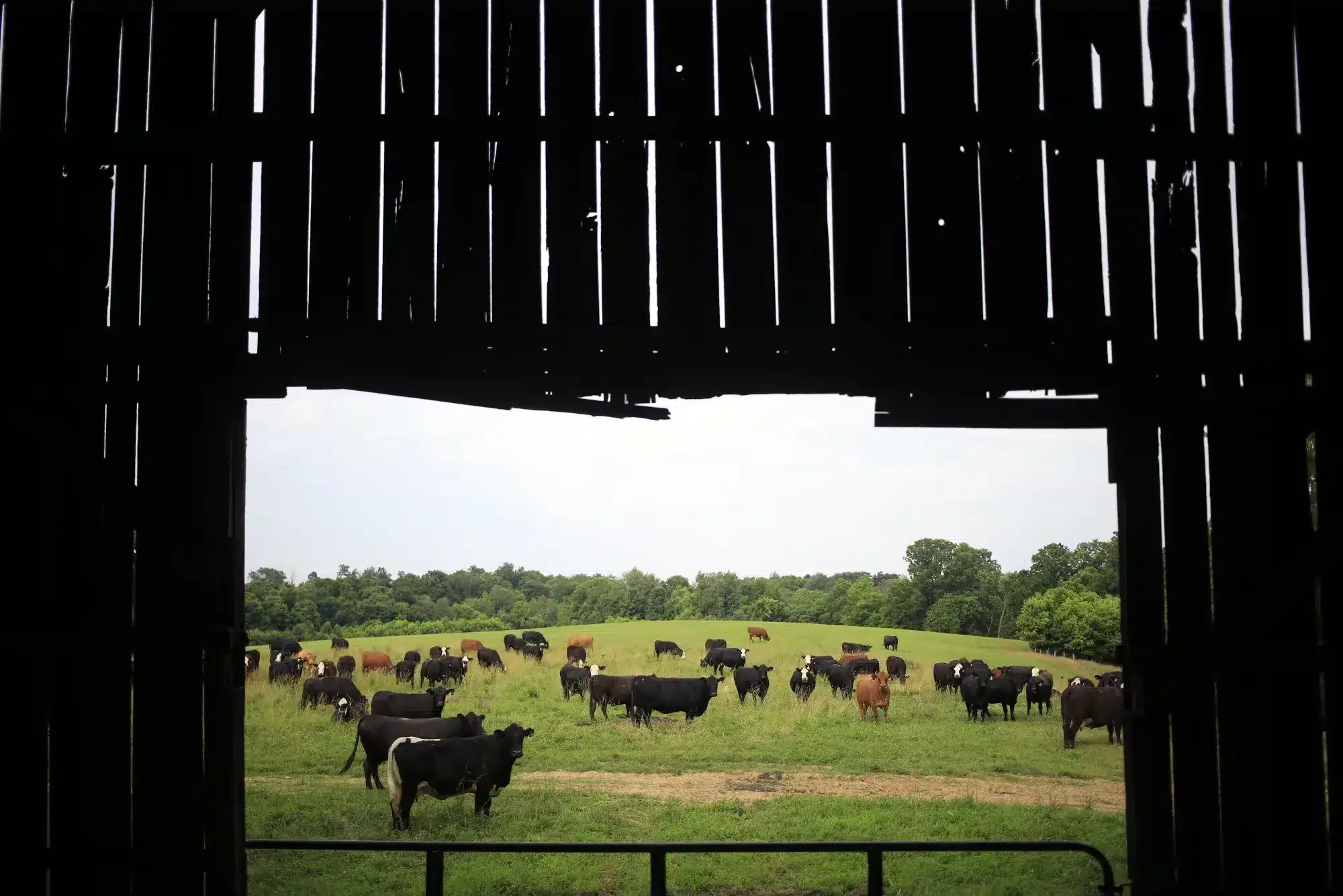 Vista desde granero con vacas pastando