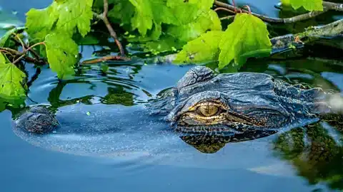 Caim&aacute;n en los Everglades, s&iacute;mbolo del peligro del entorno