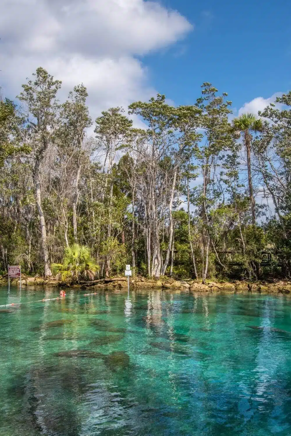 Paisaje natural acu&aacute;tico en Florida Keys, h&aacute;bitat de manat&iacute;es