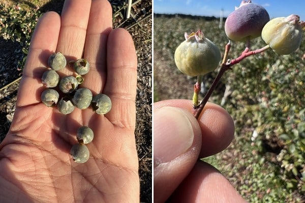Ar&aacute;ndanos da&ntilde;ados por las heladas en Florida