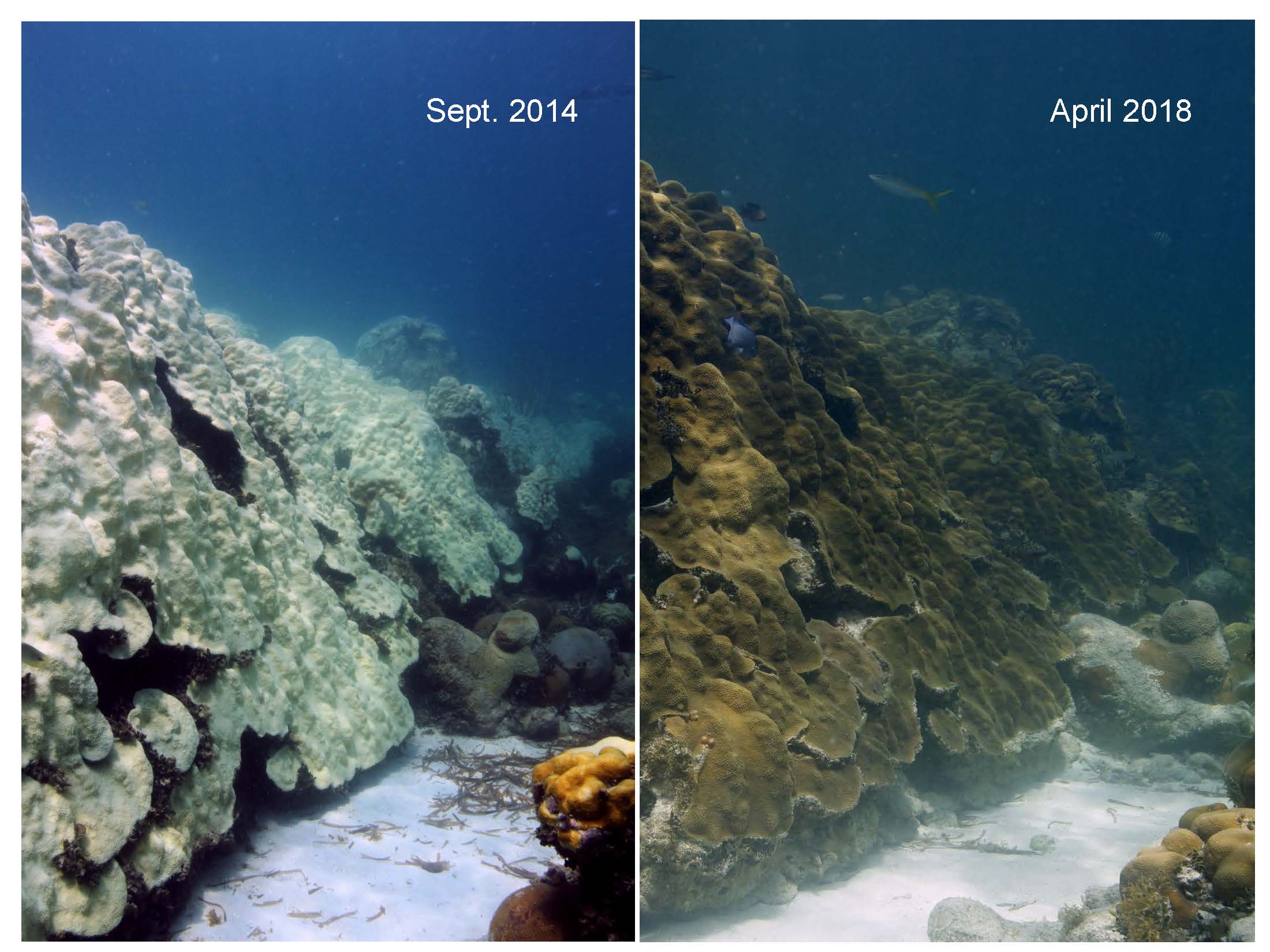 Comparaci&oacute;n de un arrecife en 2014 (blanqueado) y 2018 (recuperado)
