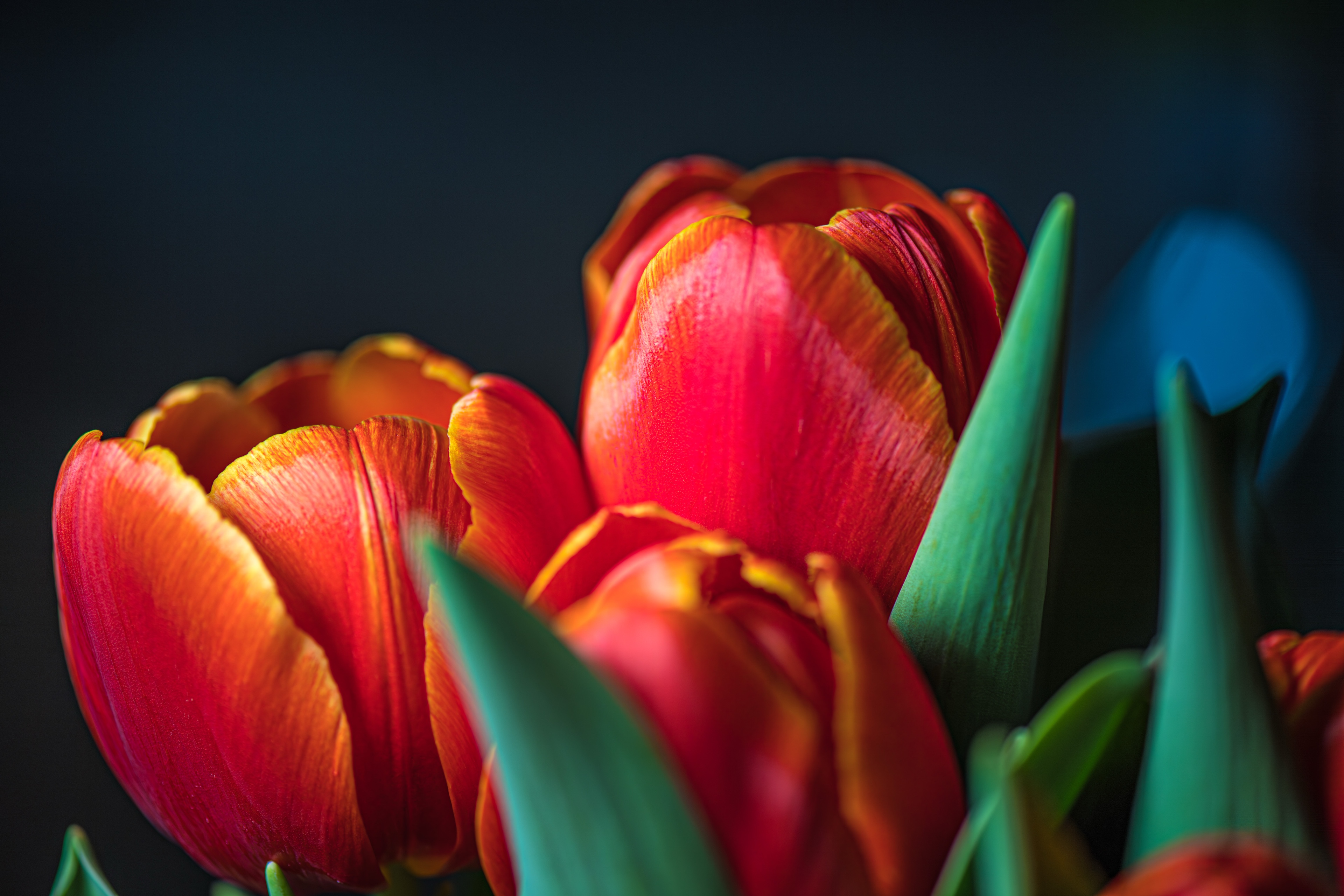 Ember Bloom — fine art photography on aluminum