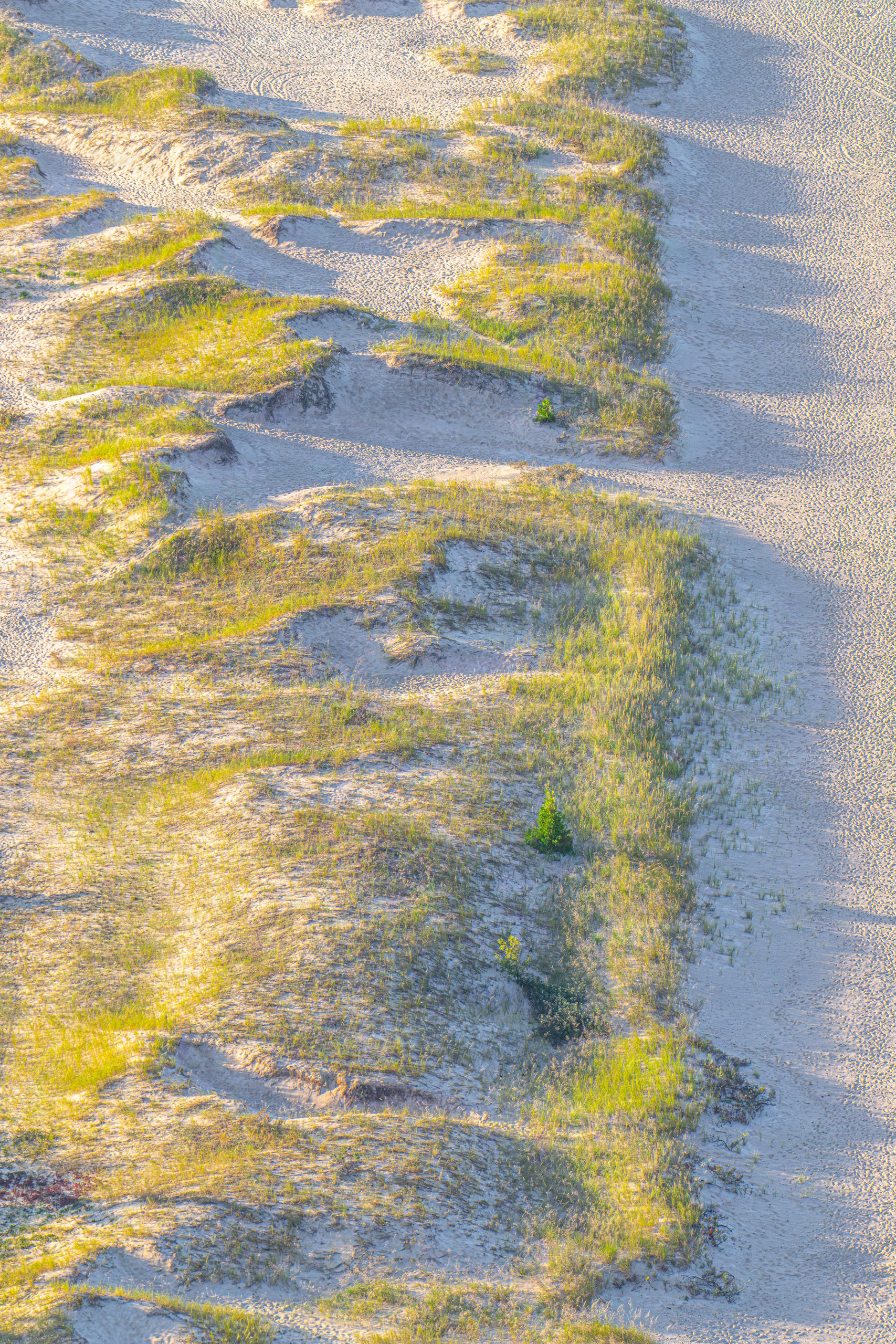 Aerial photograph of grass-crowned sand dunes in golden first light with long shadows and a single small pine tree