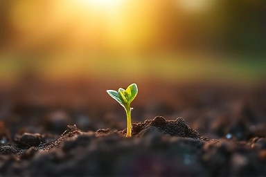 Symbolic seedling representing early pregnancy