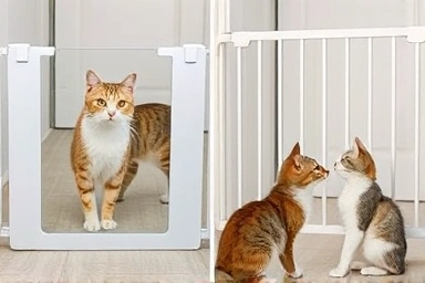 Cats interacting safely through a baby gate during introduction.