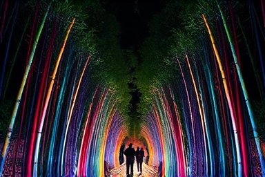 Magical illuminated bamboo forest at night, Taehwa River Garden
