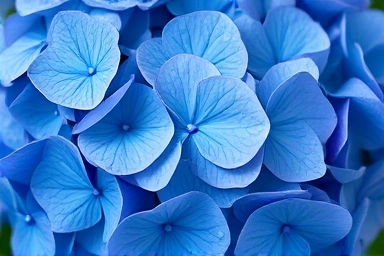 Close-up of colorful hydrangea blooms with dew drops.