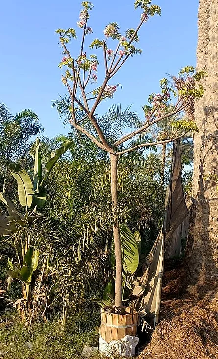 شجرة كاسيا نودوزا ارتفاع 2 متر
