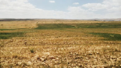حقول الحبوب في محافظة الكرك وقد أصيبت بالجفاف-(الغد)