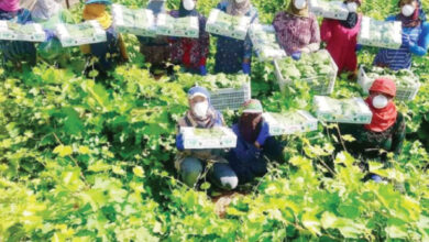 عاملات يقمن بقطف أوراق العنب في إحدى مزارع الغور الشمالي-(الغد)