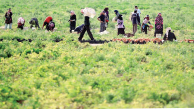 مزارعون يعملون في إحدى المزارع في وادي الأردن-(أرشيفية)