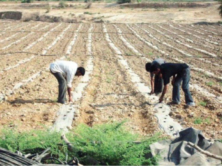 مزارعون في وادي الأردن يعملون في أحد الحقول-(الغد)