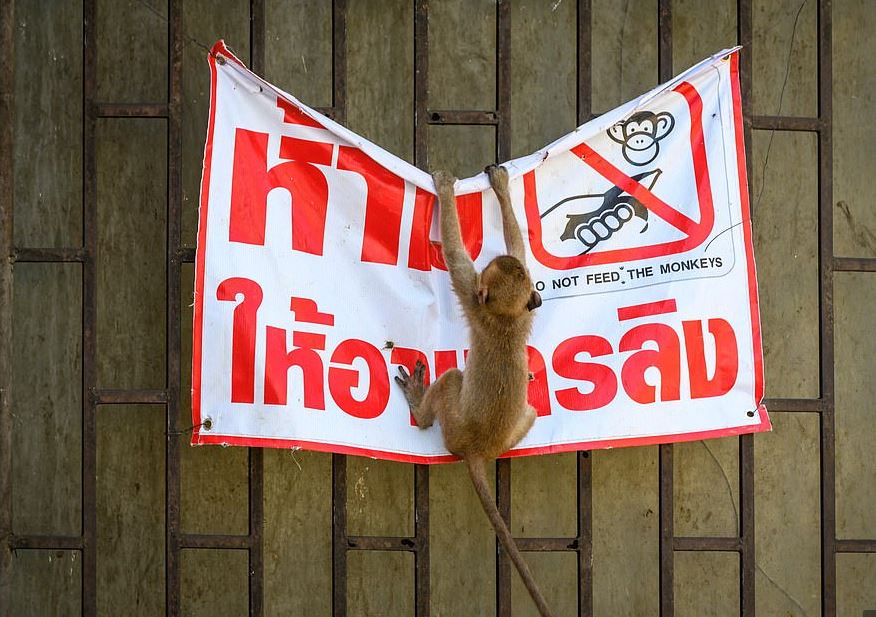 القرود تهاجم مدينة تايلاندية