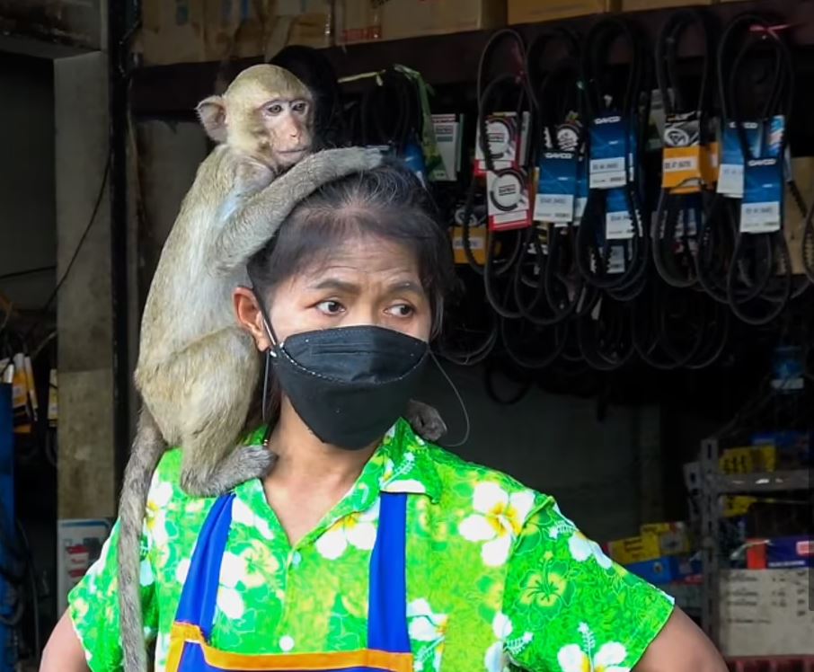 القرود تهاجم مدينة تايلاندية
