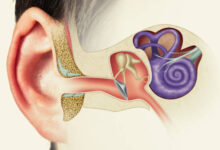 الأذن الوسطى