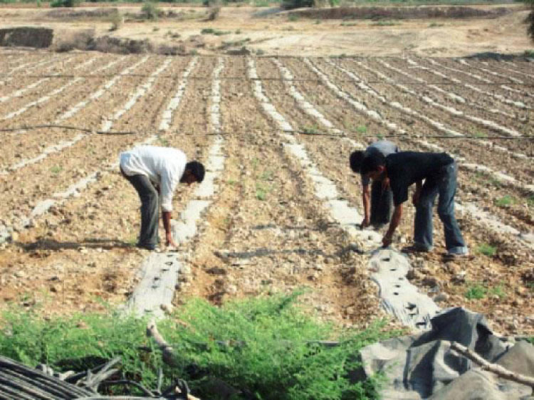 عمال يزرعون الاشتال بمنطقة وادي الاردن - (الغد)