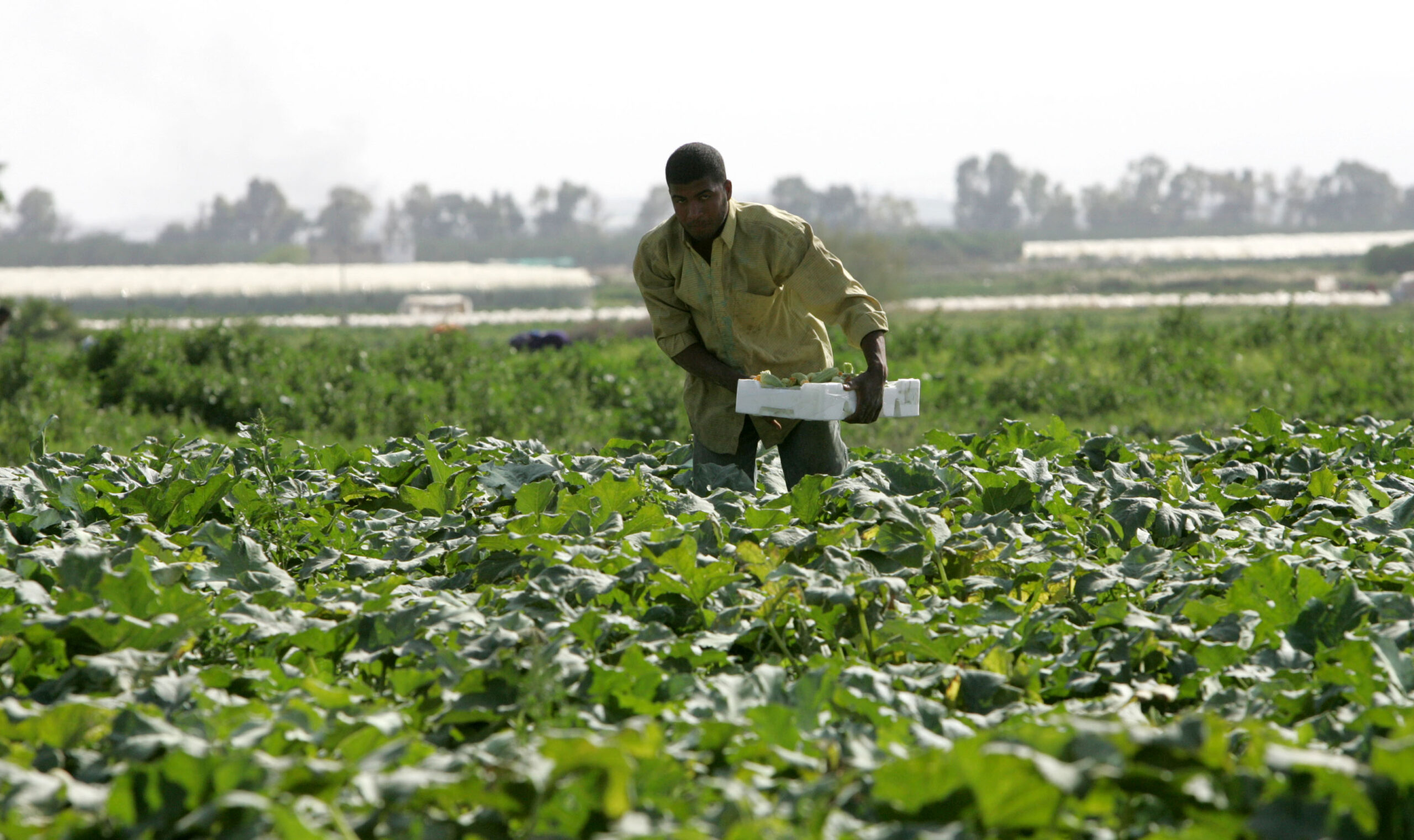 مزارع يجمع محصوله من حقل بمنطقة الأغوار- (أرشيفية)