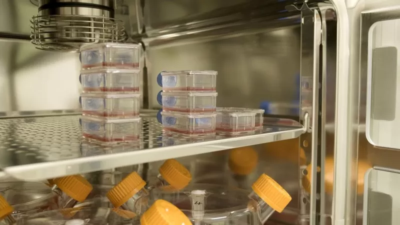 دم مصنوع في المختبر محفوظ في منشأة في مدينة بريستول
