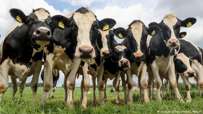 حنيفات: نتائج عينات الحمى القلاعية لأبقار الضليل خلال يومين