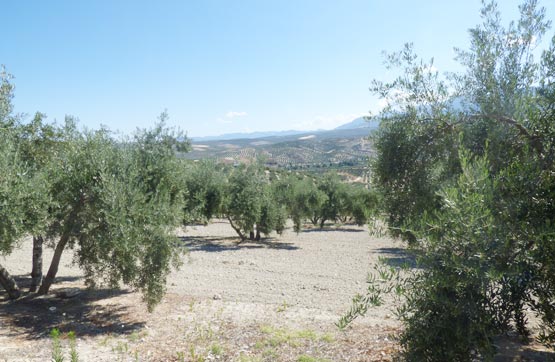 Autres  dans rue Paraje Laderas Del Valle, Polig. 36, Parc. 31, Vilches