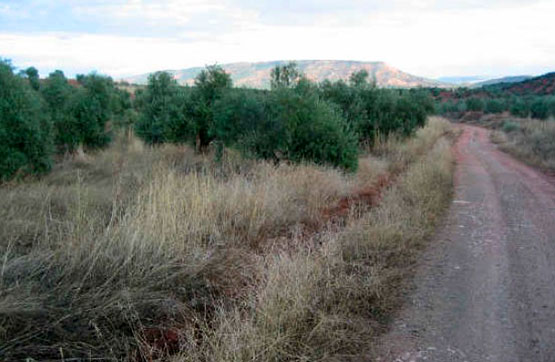 2100m² Others on street Paraje Pajarejo, Vilches, Jaén