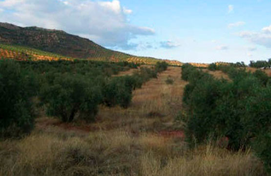 2100m² Others on street Paraje Pajarejo, Vilches, Jaén