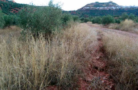 2100m² Others on street Paraje Pajarejo, Vilches, Jaén