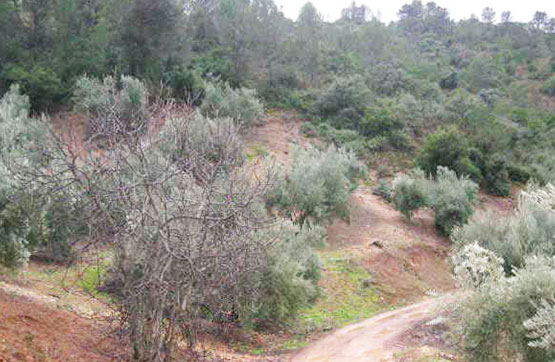 Autres de 6000m² dans rue Hacilla O Herrera,cañada La Madera,pl.23-p.867, Iznatoraf, Jaén