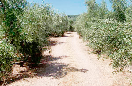 Finca rústica de 15375m² en paraje Barranco Paez Polg.47pc. 494-186, Beas De Segura, Jaén