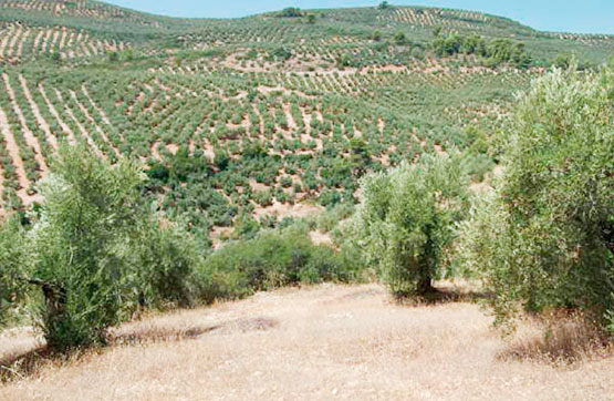 Finca rústica  en paraje Cerro Moreno Polg.47 Pc.416, Beas De Segura