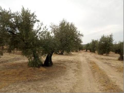 Autres de 11418m² dans rue Cascabillo Polig.13 Parc.220, Lopera, Jaén