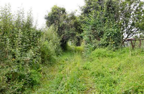 Finca rústica de 3600m² en calle Sitio Cuetu Dangu En La Parroquia De Carrandi, Colunga, Asturias