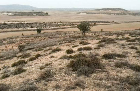 Finca rústica  en paraje Cabeza Gorda Parcela 781 Poligono 24, Almaluez