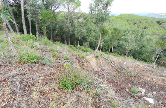 Otros  en calle Montnegre, Parcela 9, Fogars De La Selva