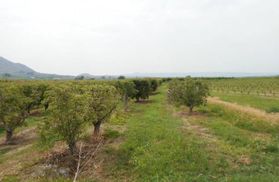 Finca rústica  en partida Polígono 6 - Parcela 31, Massalcoreig