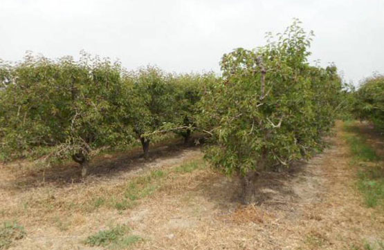 Finca rústica  en partida Polígono 6- Parcela 56, Massalcoreig