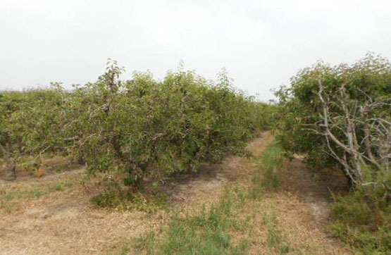 Finca rústica  en partida Polígono 6- Parcela 56, Massalcoreig