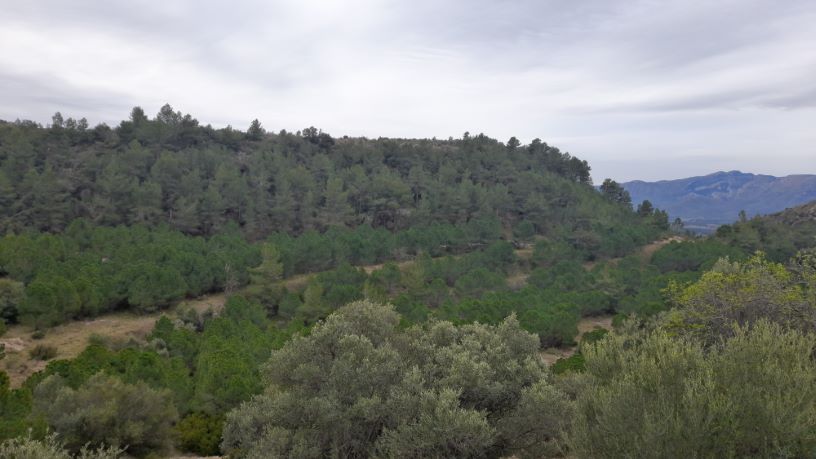 Finca rústica  en paraje Biscorn, Burgalls, Burga, Peñarroja Y Mas De Ro, Tivissa