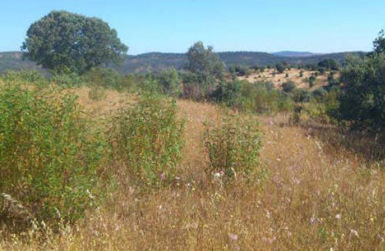 872026m² Others on street Baldio Gitano, Santiago De Alcántara, Cáceres