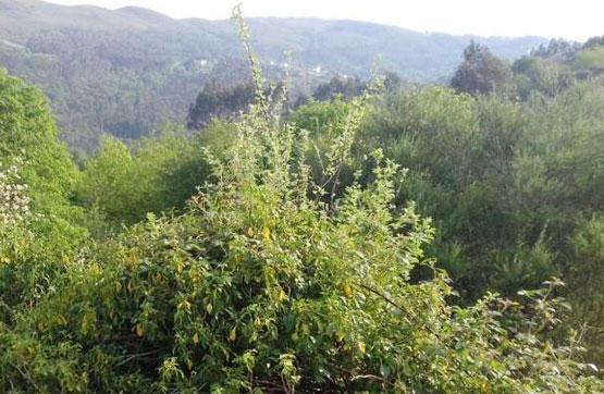 Rustic property on street Pedrigue - Laxedo (Covelo), Lama (A)
