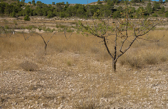 Otros de 2934m² en partida Las Pascualas, Polígono 22, Parcela 27 -S, Pinós (El)/pinoso, Alicante