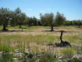 Otros  en carretera Canet Lo Roig Partida Lloses Par 12 Y 19 Pol 78, Canet Lo Roig