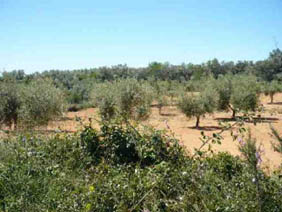 Others on road Canet Lo Roig Partida Lloses Parcela 146 Pol 78, Canet Lo Roig