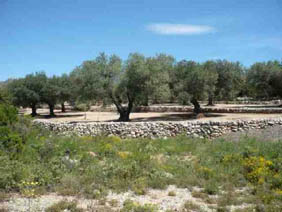 Otros de 3669m² en carretera Canet Lo Roig Partida Lloses Parcela 70 Pol 78, Canet Lo Roig, Castellón