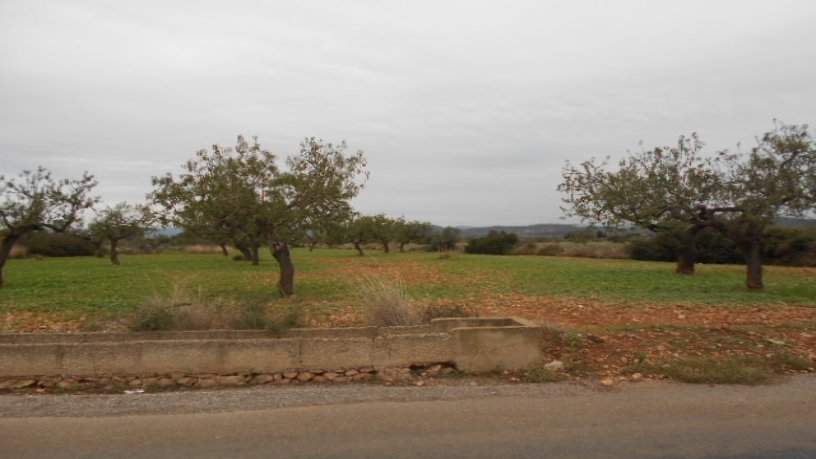 Finca rústica de 177957m² en  Ribavaques, Sant Mateu, Castellón