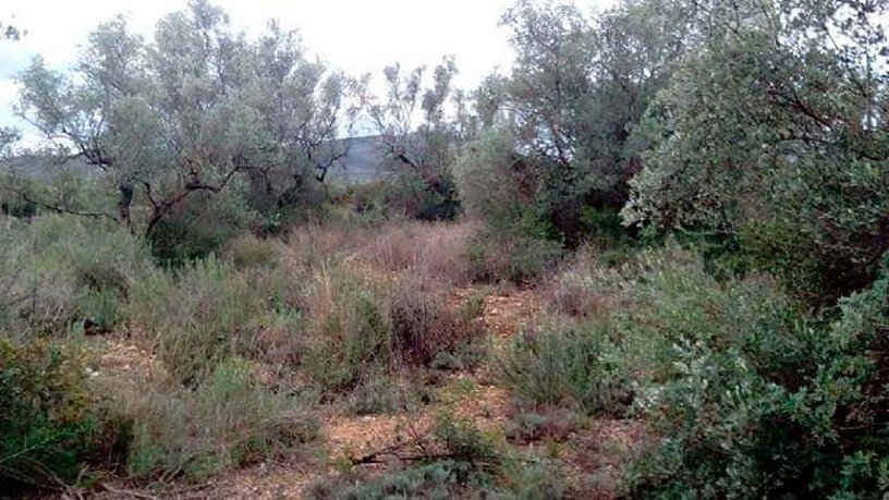 Finca rústica de 21696m² en  Lloses, Sant Mateu, Castellón