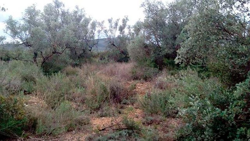 Finca rústica de 5343m² en  Lloses, Sant Mateu, Castellón