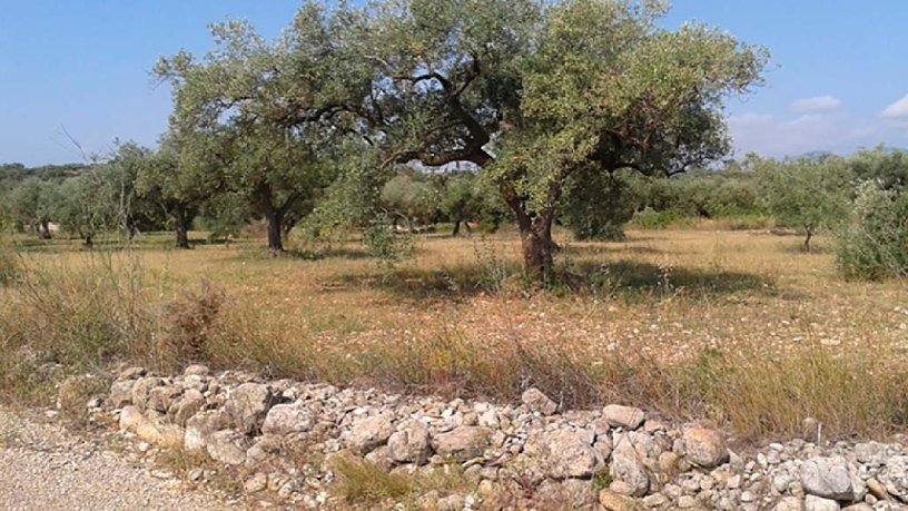 Finca rústica de 5343m² en  Lloses, Sant Mateu, Castellón